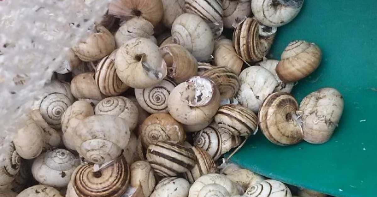 Le ''cazzavun'': le piccole lumache che i baresi non raccolgono pi�